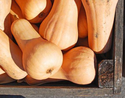 Waltham Butternut Squash, Cucurbita moschata